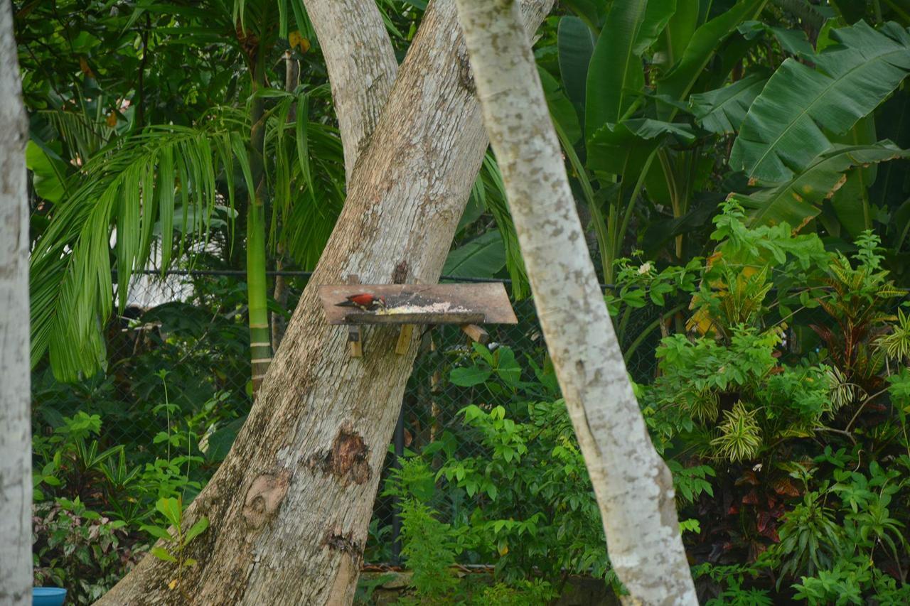 Nature Paradise 3*